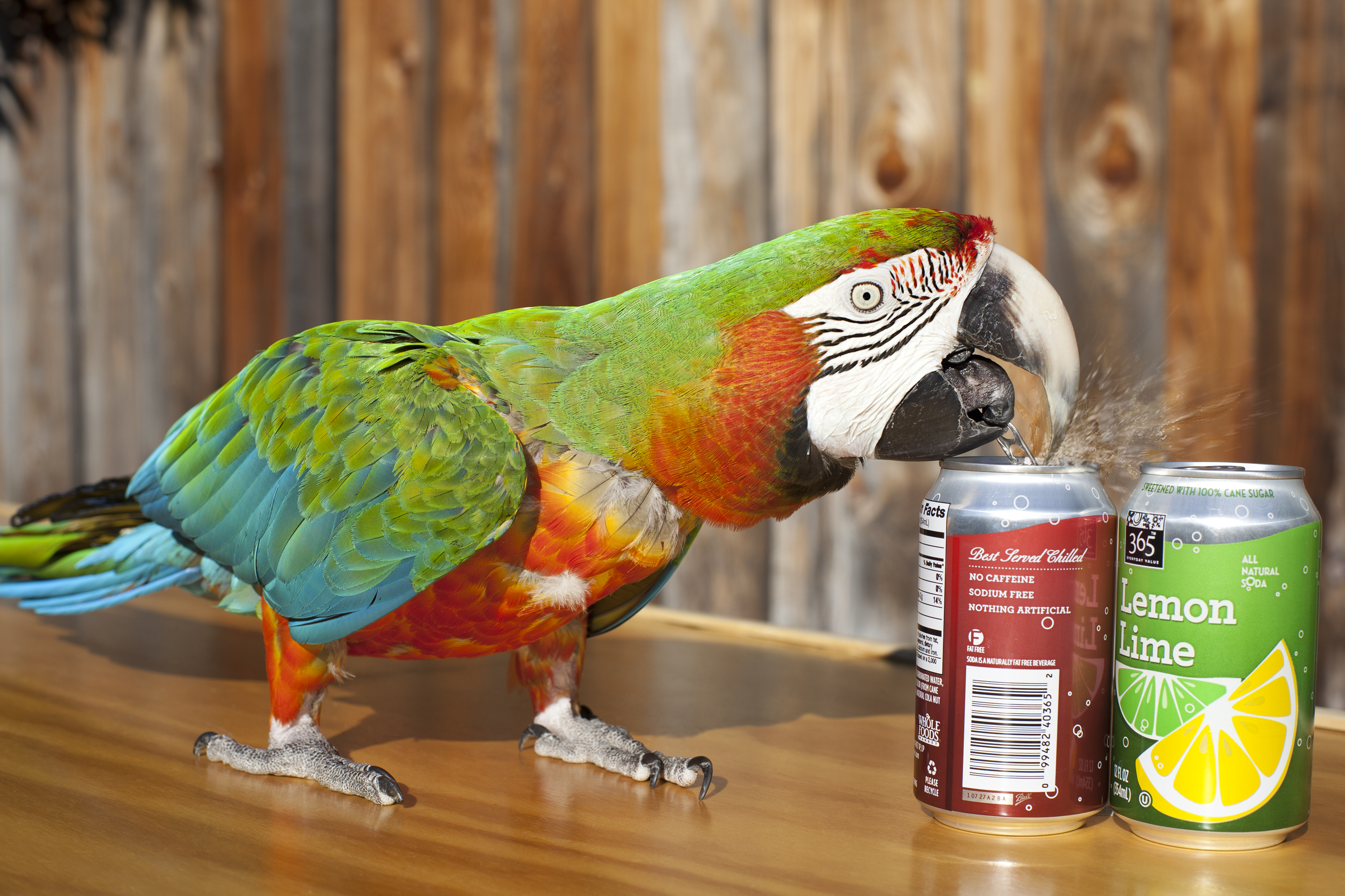 Zac the Macaw opening a can of soda.
